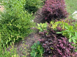 Weeding by Richard Carpenter for Mellonese F. in Evans, GA