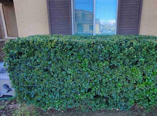 Bush Trimming by Jesus Urquides for Erielle F. in Clovis, CA