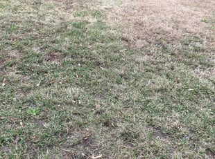 Leaf Removal by Ian Jackson for Trahern M. in Atlanta, GA