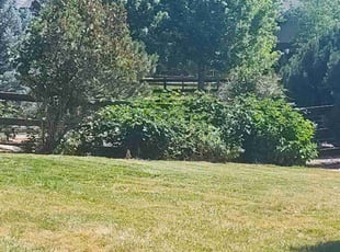 Bush Trimming by Alley Parker for Mark D. in Arvada, CO