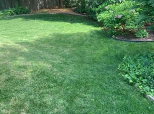 Peyman H.'s Lawn Service service result