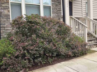 Bush Trimming by Tracey Harris for Jasmin N D. in Garner, NC