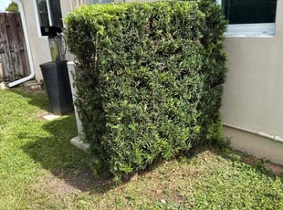 Bush Trimming by Jerry Etienne for Joseph M. in Hollywood, FL