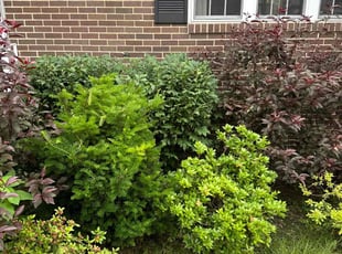 Bush Trimming by Eric Irvin for Rashid M. in Monroeville, PA