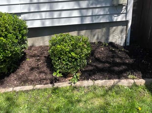 Mulching by Scott Basinger for Jonathan L. in Cleveland, OH