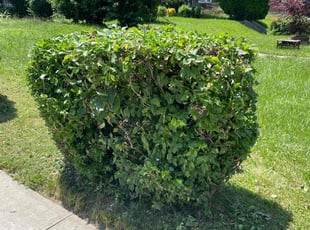 Bush Trimming by Rashard Durant for Andre R. in Baltimore, MD