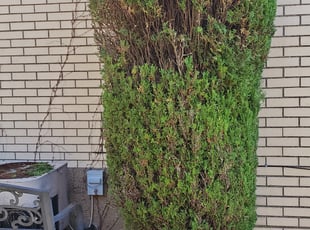 Bush Trimming by Brandon Morris for Annette K. in Pittsburgh, PA