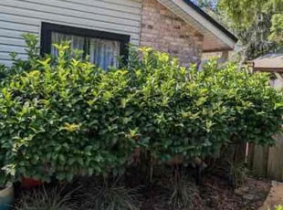 Bush Trimming by Jack Roberts for Bruce C. in Jacksonville, FL
