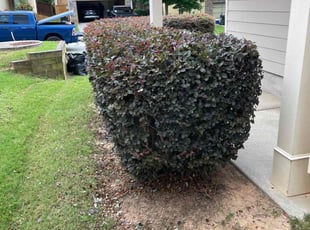 Bush Trimming by Dutch Lawn Care for Nehemie S. in Loganville, GA