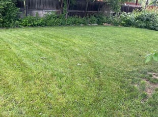 Sandra D.'s Lawn Service service result