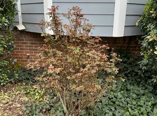 Bush Trimming by Harrison Reside for Jordan B. in Marietta, GA