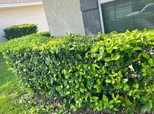 Bush Trimming by Halainna Force for Robert P. in Jacksonville, FL