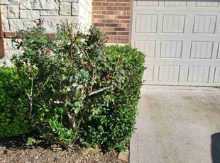 Bush Trimming by Briana Rivera for Jane H. in Katy, TX