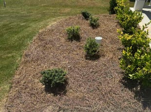 Weeding by Asher Lalo for Andrew S. in Dawsonville, GA