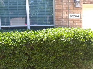Bush Trimming by Gralin Johnson for 10204 Crawford Frams dr 76244 g. in Keller, TX