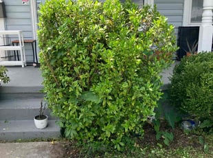 Bush Trimming by Joel Walton for Andre B. in Chesapeake, VA