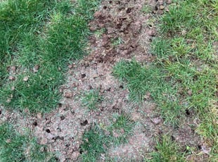 Aeration by Aurel Hung Ngo for Kimi S. in Bothell, WA