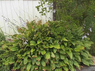Weeding by Bryan Crowder for Paul F. in Newark, DE