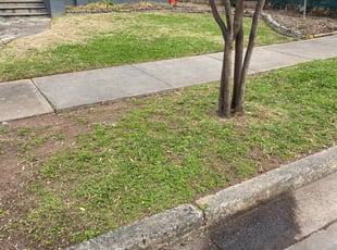 Leaf Removal by Jose Pena for Alison K. in Charlotte, NC