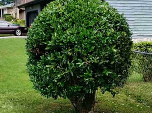 Bush Trimming by Kyle Marlin for Margaret O. in Chattanooga, TN