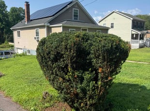 Bush Trimming by Josian Davila for Micole L. in Windsor, CT