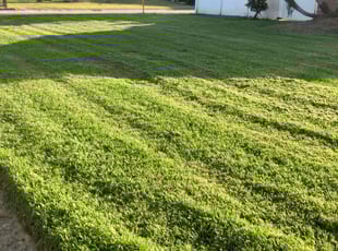 Kathleen V.'s Lawn Mowing Service service result