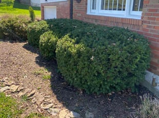 Bush Trimming by Fernando Escobar for Samuel M. in Milford, OH