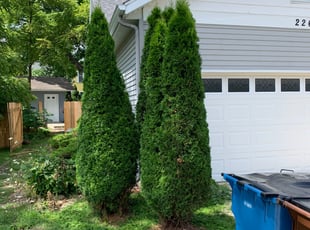 Bush Trimming by Ryan Cooper for Lasia C. in Grand Rapids, MI