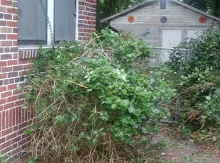 Bush Trimming by Lenny Watson for Cathy C. in Jacksonville, FL