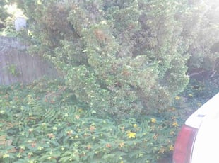 Bush Trimming by Matt Delmonte for Robin B. in Puyallup, WA