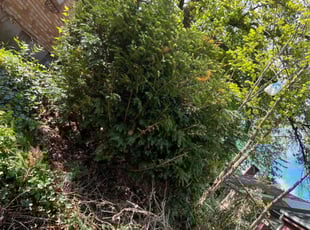 Bush Trimming by James Abernathy for Cheri C. in Cincinnati, OH