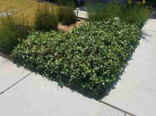 Bush Trimming by Daisy Guillen-Ramos for Rochedia M. in Bakersfield, CA