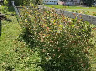 Bush Trimming by Daniel Peruso for Nayeli C. in Wilkes-Barre, PA
