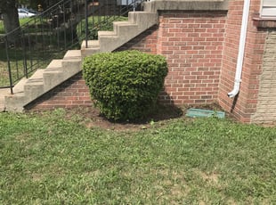 Bush Trimming by Harold Guzman for Rose B. in Montclair, VA
