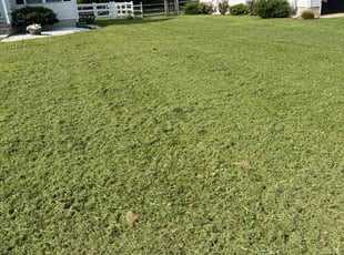 Pearl M.'s Lawn Mowing service result