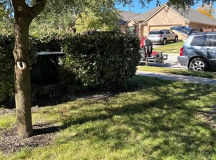 Bush Trimming by Joshua Benouis for Hwajun S. in Georgetown, TX