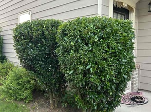 Bush Trimming by Dutch Lawn Care for Satya K. in Cumming, GA