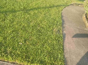 Carol lynn W.'s Lawn Care service result