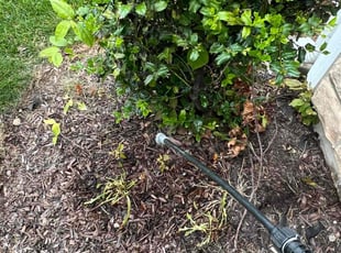 Weeding by Dustin Phillips for Draven C. in Louisville, KY