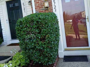 Bush Trimming by NeftalΓ Escobar for Monica F. in Centreville, VA