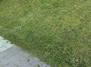 Wesley K.'s Yard Cutting service result