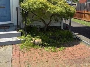 Weeding by Jahed Art for John K. in Alexandria, VA