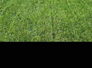 Sharon K.'s Lawn Care service result