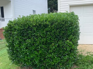 Bush Trimming by Rey Rijos for Karly C. in Virginia Beach, VA