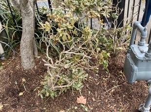 Bush Trimming by Paz Silva for Scott H. in Houston, TX