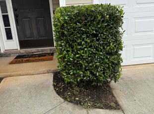 Bush Trimming by Jarvis Hambrick for Ian B. in Greenville, SC