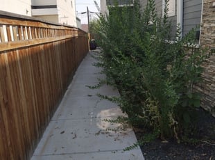 Bush Trimming by Mario Gonzales for Trevor T. in Denver, CO