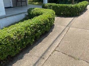 Bush Trimming by Paul Tollefson for Adam P. in Tallahassee, FL