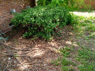 Bush Trimming by Colton Moody for LaCresta J. in Wichita, KS