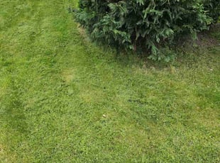 Susan T.'s Lawn Service service result